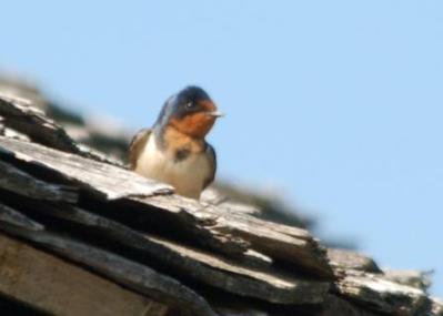 Barn Swallow in Cades Cove by Dan