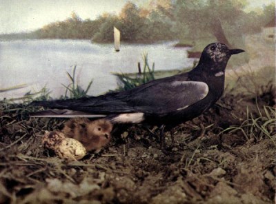 Black Tern, Mother and young with eggs, for Birds Illustrated