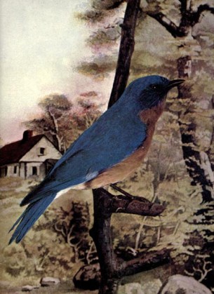 Bluebird - Little Boy Blue