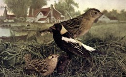 Birds Vol 1 #3 – The&nbsp;Bobolink