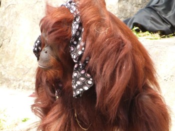 Bornean Orangutan at LPZoo 3-8-12 Bornean Orangutan at LPZoo 3-8-12