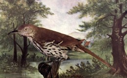 Birds Vol 1 #3 – The Brown Thrush&nbsp;(Thrasher)