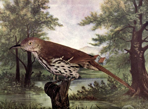 Brown Thrasher (Toxostoma rufum)