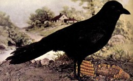 Birds Vol 1 #3 – The Crow and Common&nbsp;Crow