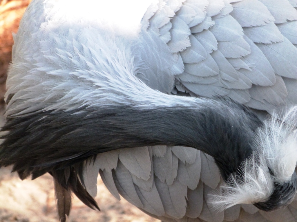 Demoiselle Crane Preening by Lee