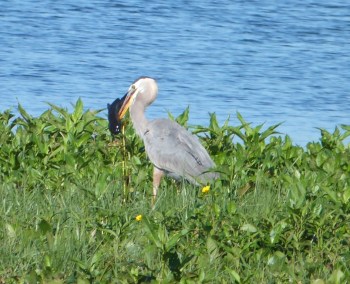 Great Blue Heron with Catfish at Circle B by Lee - cropped