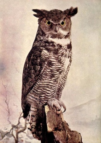 Great Horned Owl - Birds Illustrated by Color Photography