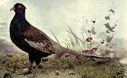 Birds Vol 1 #3 – The Japan&nbsp;Pheasant