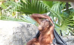 Monkeying With Genetics and A False Tale of a&nbsp;Tail