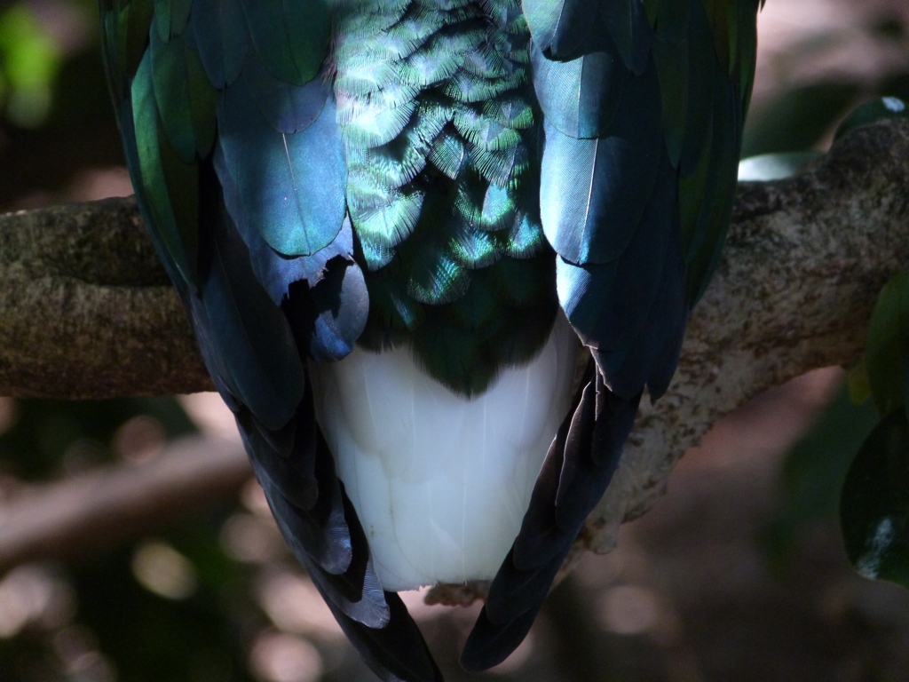 Nicobar Pigeon LPZoo