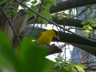 Black-naped Oriole LPZoo by Lee