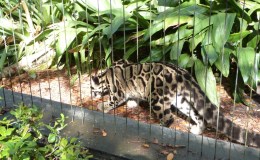 Scripture Alphabet of Animals: The&nbsp;Leopard