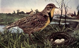 Birds Vol 1 #3 – The&nbsp;Meadowlark