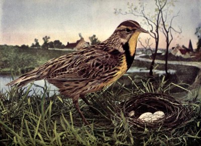 Meadowlark - Birds Illustrated by Color Photography, 1897