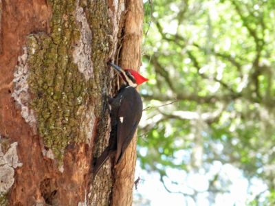 Pileated Woodpecker by Lee at Circle B
