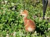 Sandhill Crane Chick at Circle B by Lee