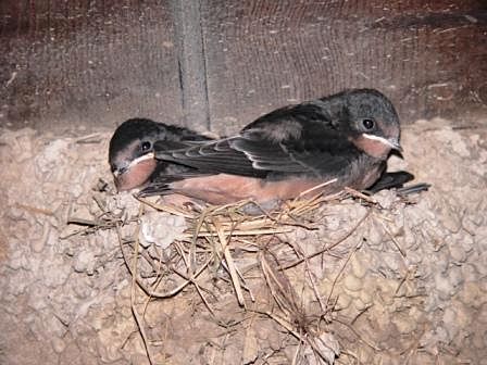 Smoky-Cades Cove - Swallows in nest by Lee