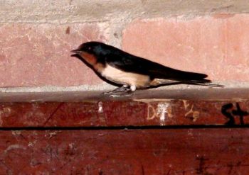Barn Swallow on Fireplace - Smoky-Cades Cove by Lee