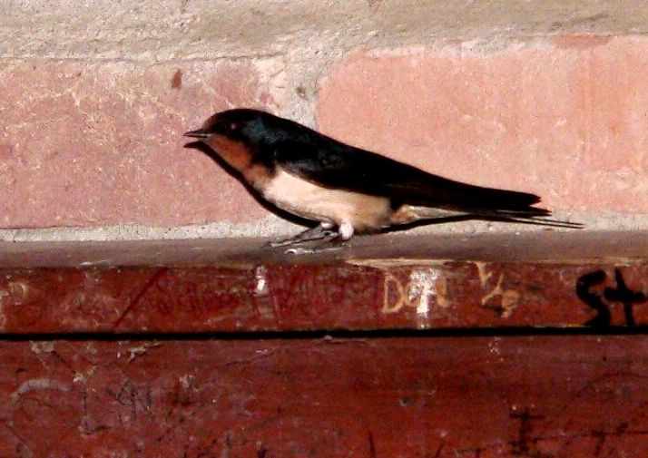Barn Swallow on Fireplace - Smoky-Cades Cove by Lee