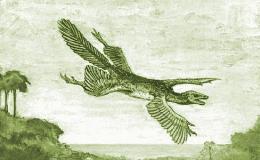 Microraptor Controversy