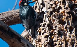 Birds of the Bible – Woodpecker & Friend’s&nbsp;Storehouse