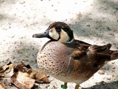 Baikal Teal (Anas formosa) Zoo Miami by Lee