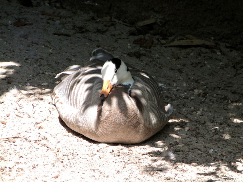 Bar-headed Goose (Anser indicus) Zoo Miami by Lee Bar-headed Goose (Anser indicus) Zoo Miami by Lee