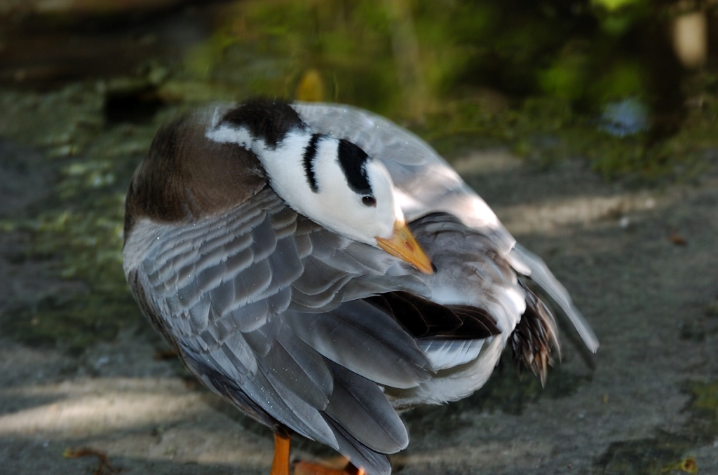 Bar-headed Goose (Anser indicus) by Dan at Zoo Miami Bar-headed Goose (Anser indicus) by Dan at Zoo Miami