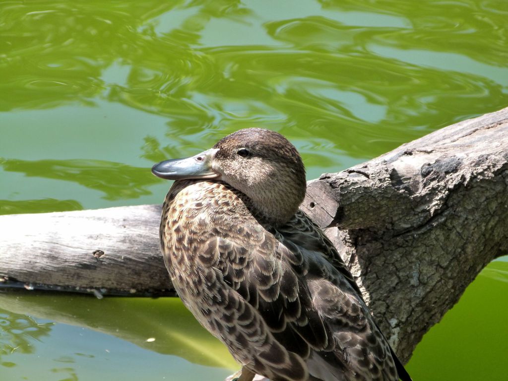 Blue-winged Teal Female (I think) Amazon and Beyond Zoo Miami by Lee