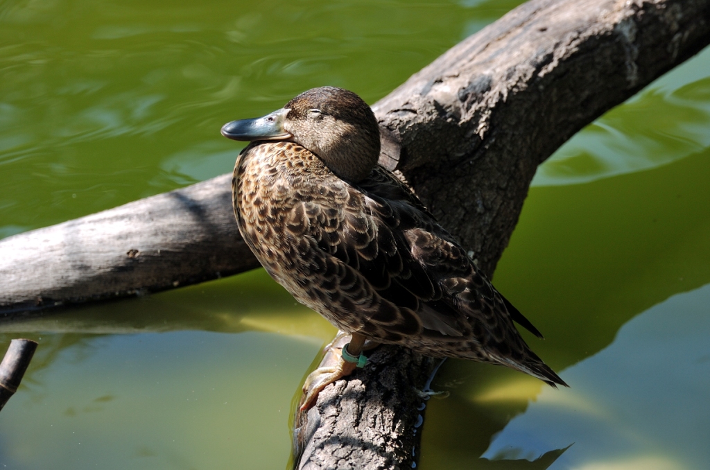 Blue-winged Teal Female - (I think) by Dan at Zoo Miami