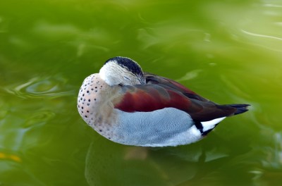 Ringed Teal (Callonetta leucophrys) by Dan at Zoo Miami