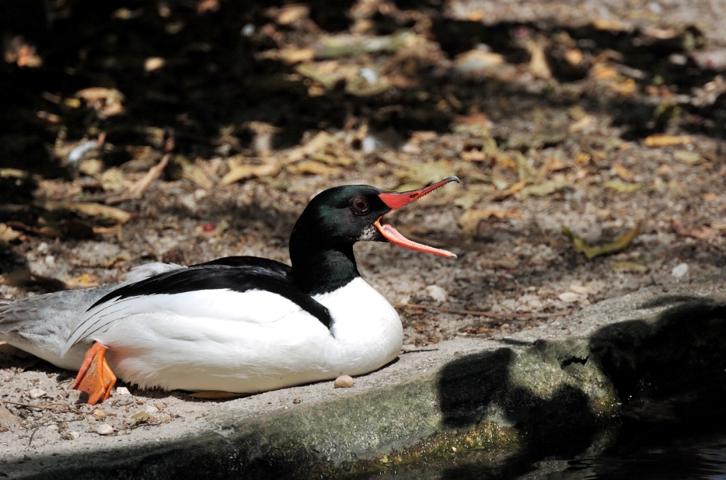 Common Merganser (Mergus merganser) by Dan at Zoo Miami