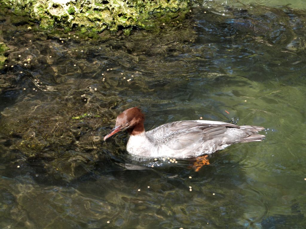Common Merganser (Mergus merganser) Fem Zoo Miami by Lee