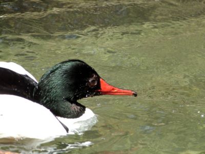 Common Merganser (Mergus merganser) Male Zoo Miami by Lee