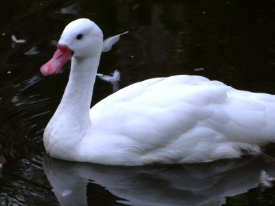 Coscoroba Swan (Coscoroba coscoroba) at Brevard Zoo by Lee