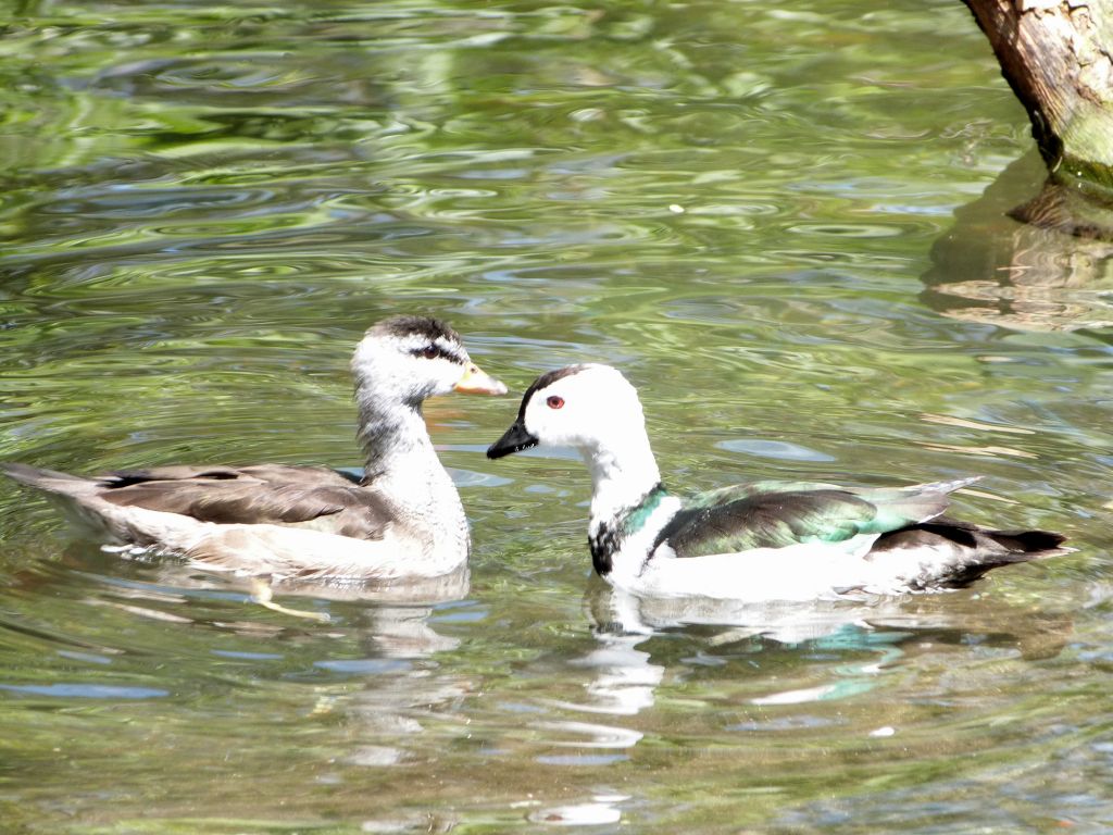 Cotton Pygmy Goose (Nettapus coromandelianus) Zoo Miami by Lee