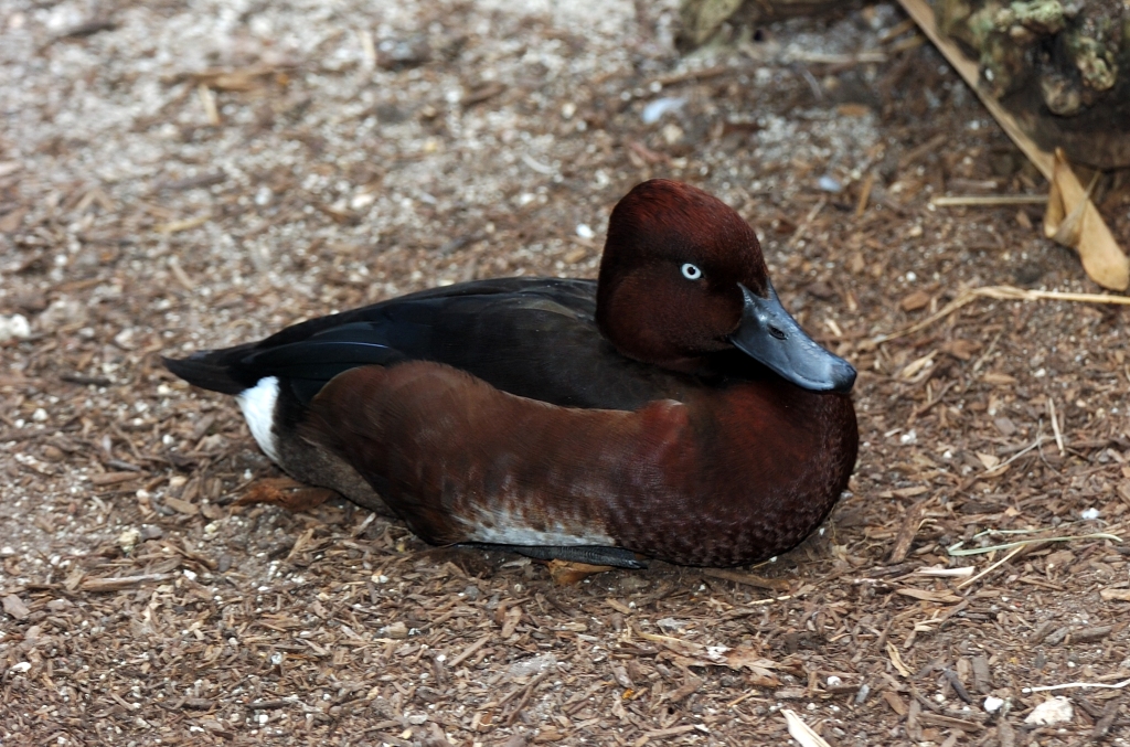 Ferruginous Duck (Aythya nyroca)(Common White Eye) by Dan at Zoo Miami
