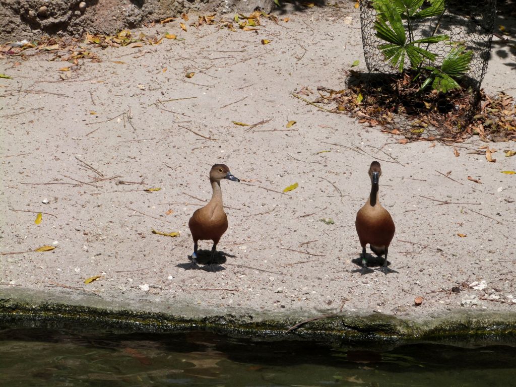(Javan) Lesser Whistling Duck (Dendrocygna javanica) Zoo Miami by Lee