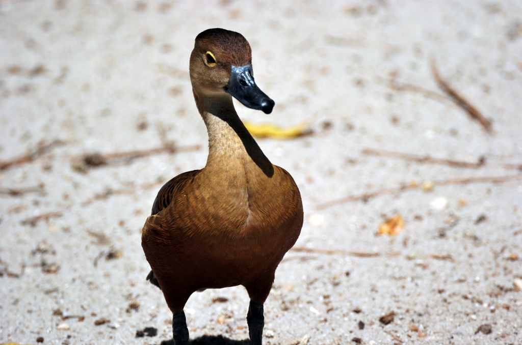 Javan Whistling Duck by Dan at Zoo Miami