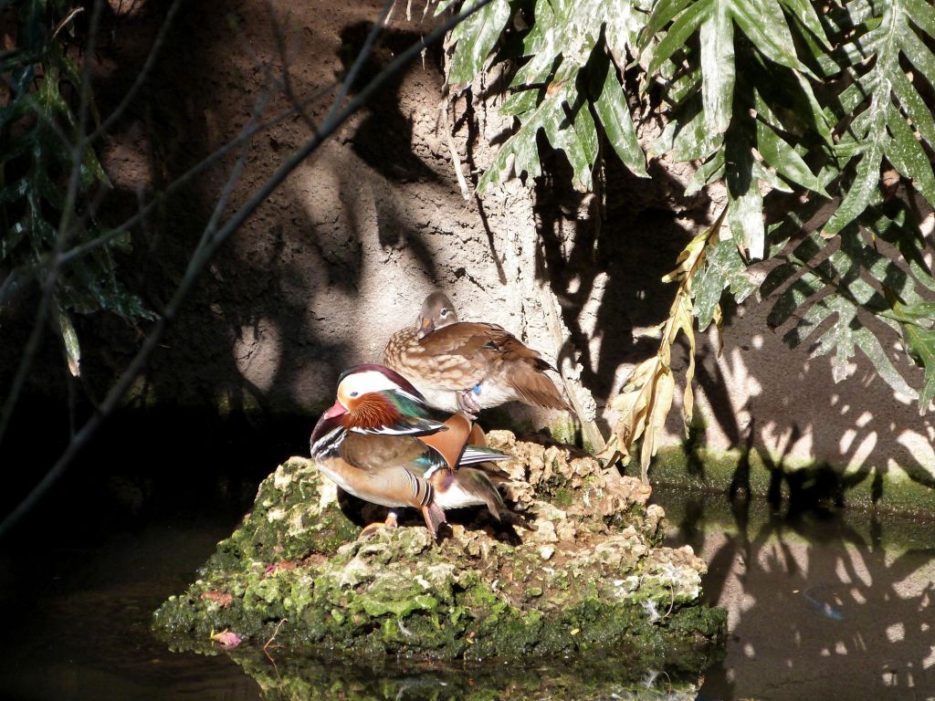 Mandarin Duck (Aix galericulata) Zoo Miami by Lee