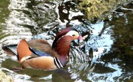 Birds – The Color That Only God Can&nbsp;Do