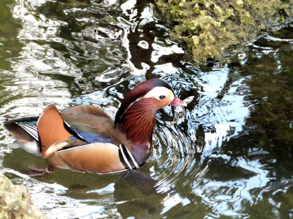 Mandarin Duck (Aix galericulata) Zoo Miami by Lee