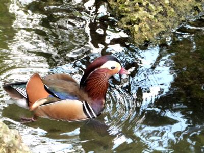 Mandarin Duck (Aix galericulata) Zoo Miami by Lee
