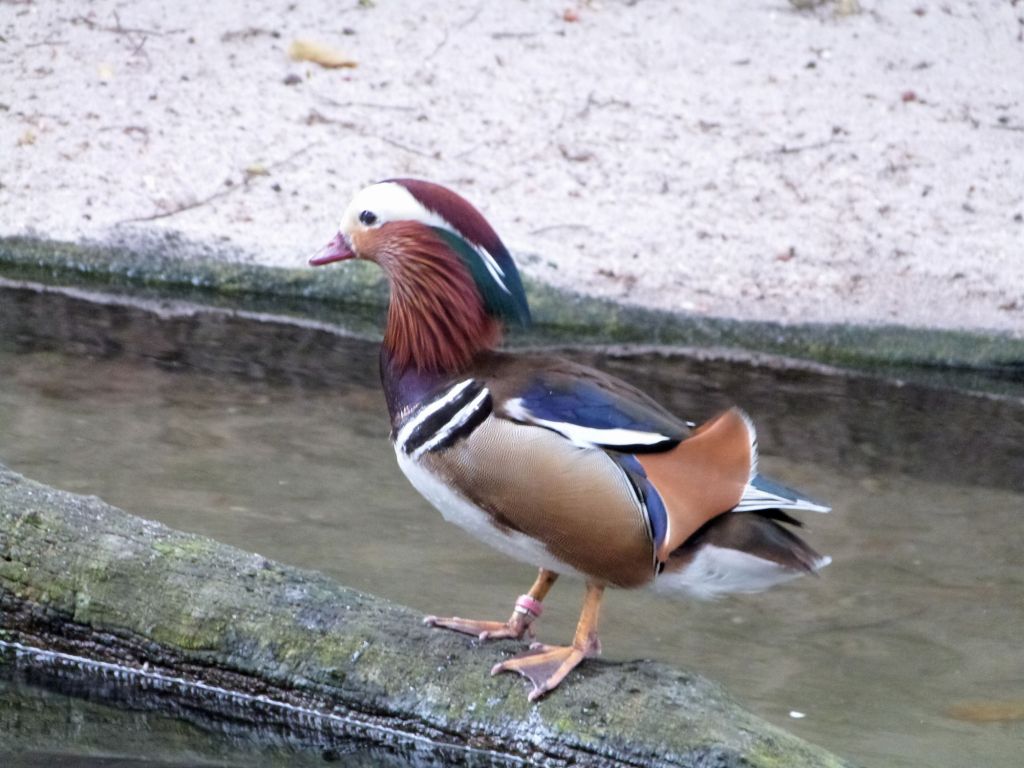 Mandarin Duck (Aix galericulata) Zoo Miami by Lee