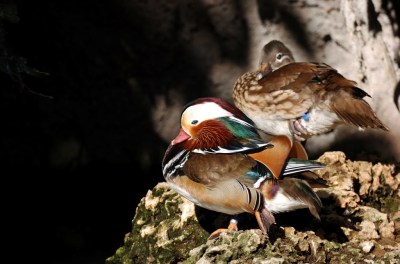 Mandarin Duck (Aix galericulata) by Dan at Zoo Miami
