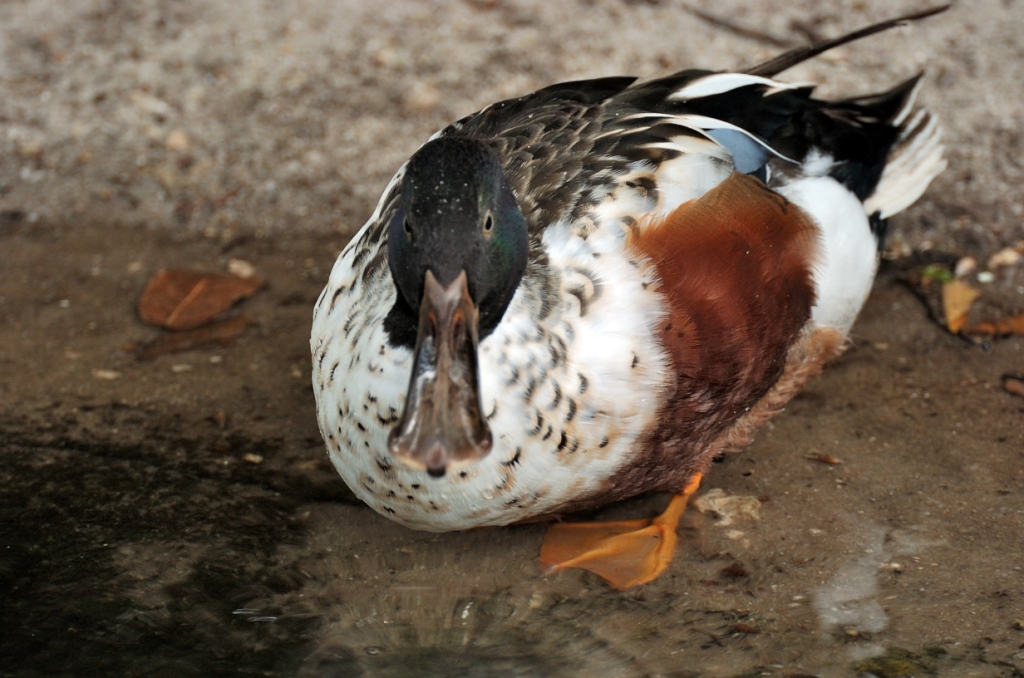Northern Shoveler (Anas clypeata) by Dan at Zoo Miami