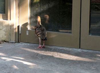 Plumed Whistling Duck (Dendrocygna eytoni) Zoo Miami by Lee
