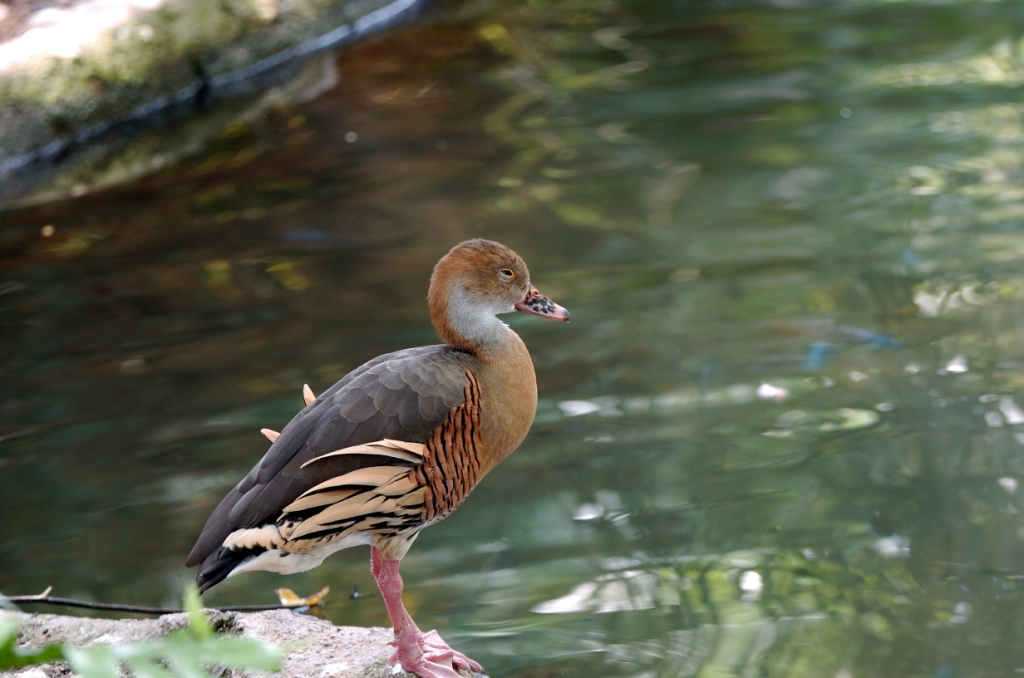 Plumed Whistling Duck (Dendrocygna eytoni) by Dan at Zoo Miami