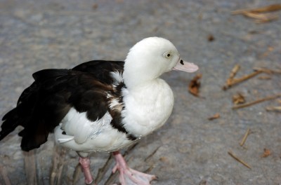 Raja Shelduck (Tadorna radjah) by Dan at Zoo Miami
