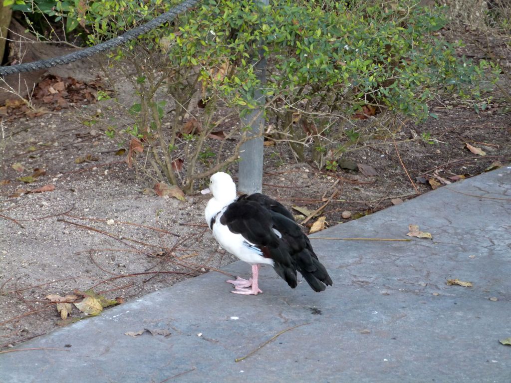 Raja Shelduck (Tadorna radjah) Zoo Miami by Lee